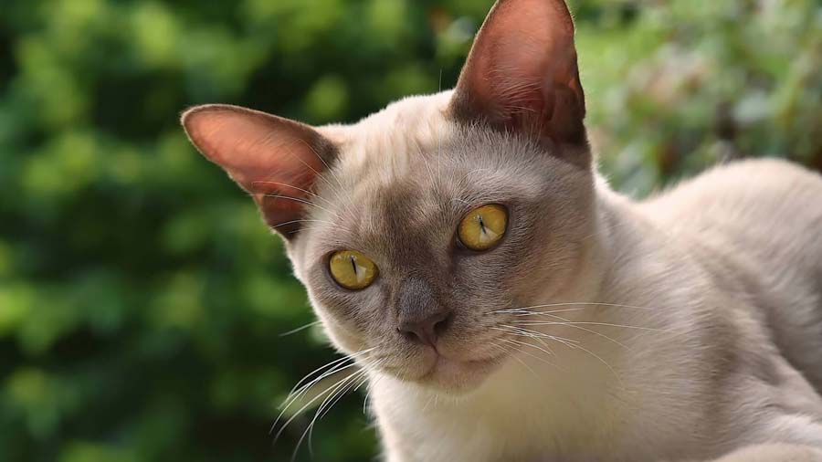 Burmese (Face, Lilac)