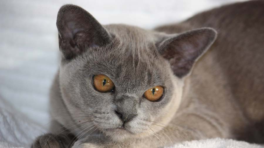 Burmese (Face, Blue)