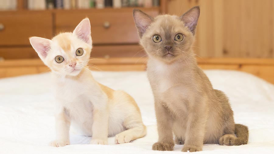 Burmese Kitten (Sitting, Red & Chocolate )