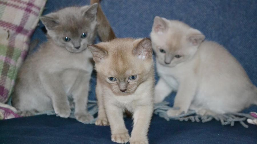 Burmese Kitten (Face, Standing)