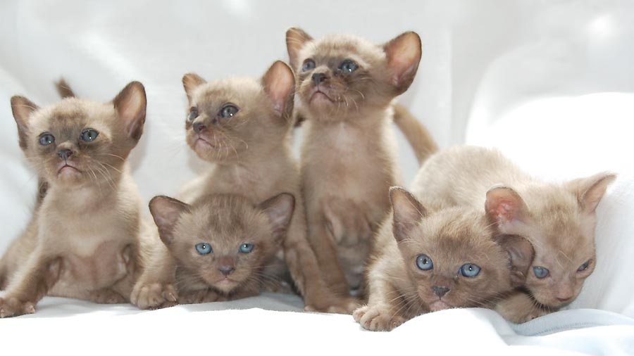 Burmese Kitten (Kittens, Lilac)