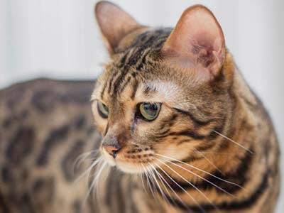 California Spangled Cat - Price, Personality, Lifespan