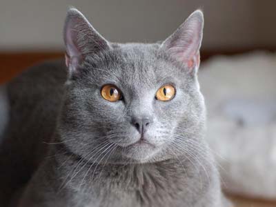 Chartreux