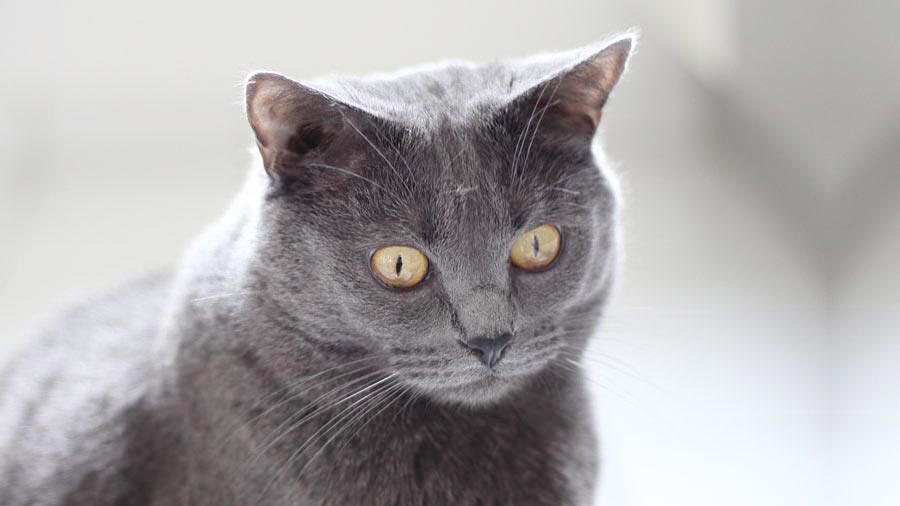 Chartreux (Muzzle, Blue & Silver)