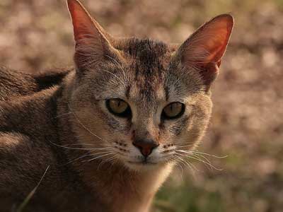 Chausie