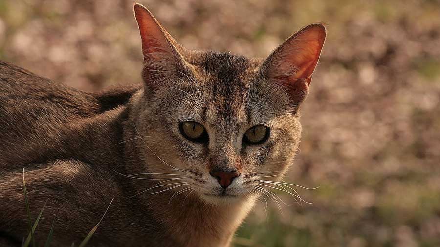 Chausie (Face, Muzzle)