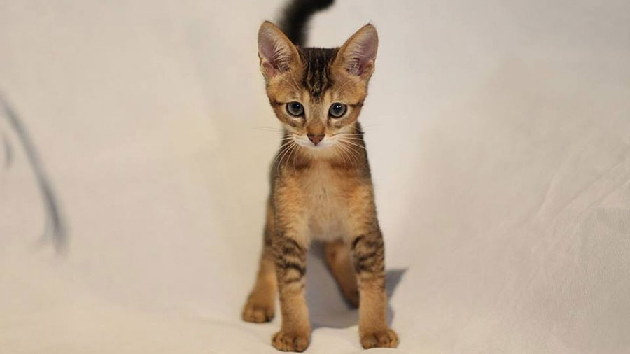 Chausie Kitten (Face, Standing)