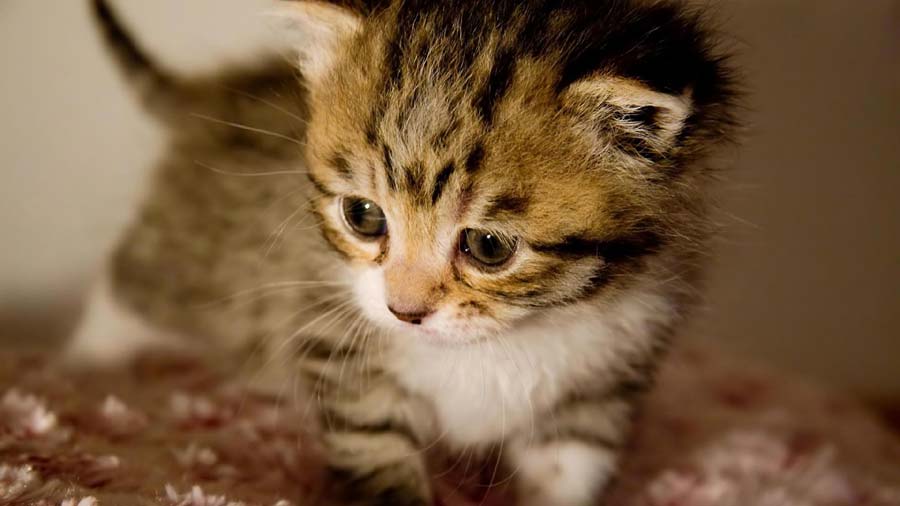 Cheetoh Kitten (Face, Standing)