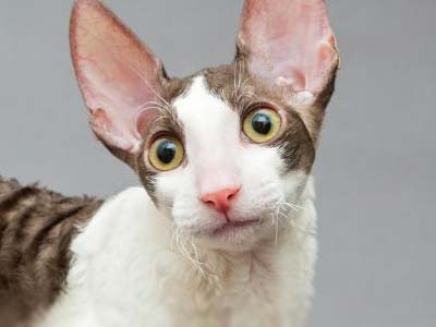 Cornish Rex