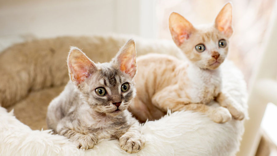 Cornish Rex (Face, Lying)