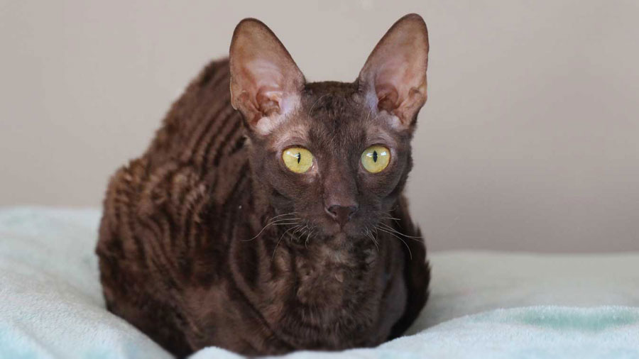 Cornish Rex (Lying, Chocolate)