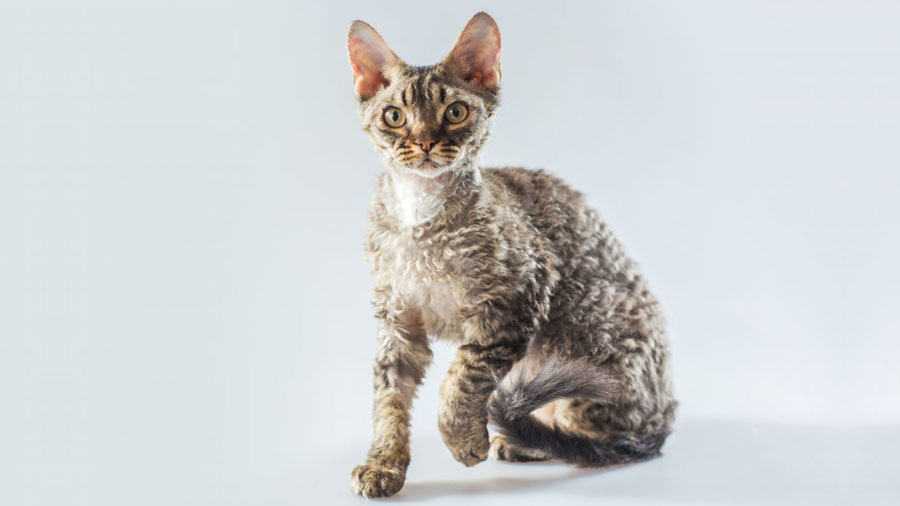 Cornish Rex (Face, Sitting)