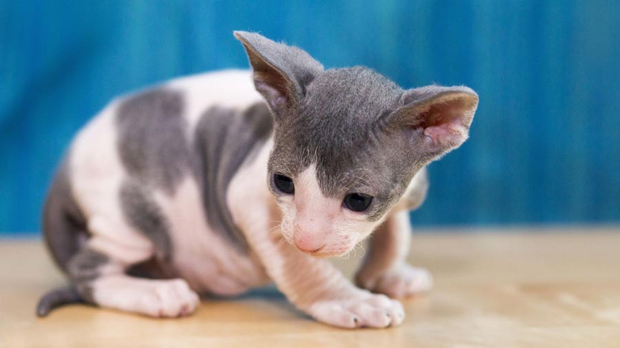 Cornish Rex Kitten (Sitting, Side View)