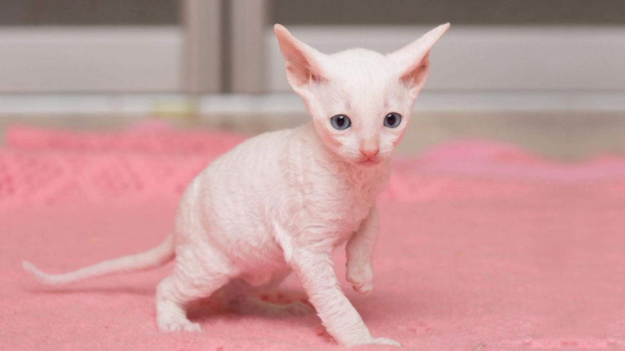 Cornish Rex Kitten (White, Side View)