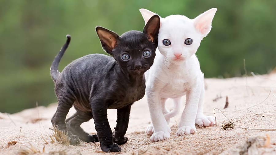 Cornish Rex Kitten (Standing, White & Black)