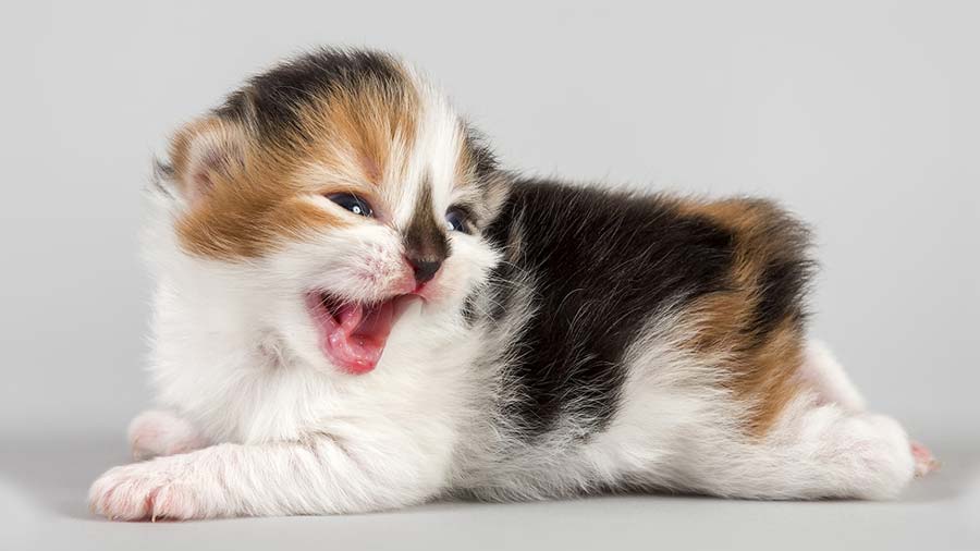 Cymric Kitten (Lying, Side View)