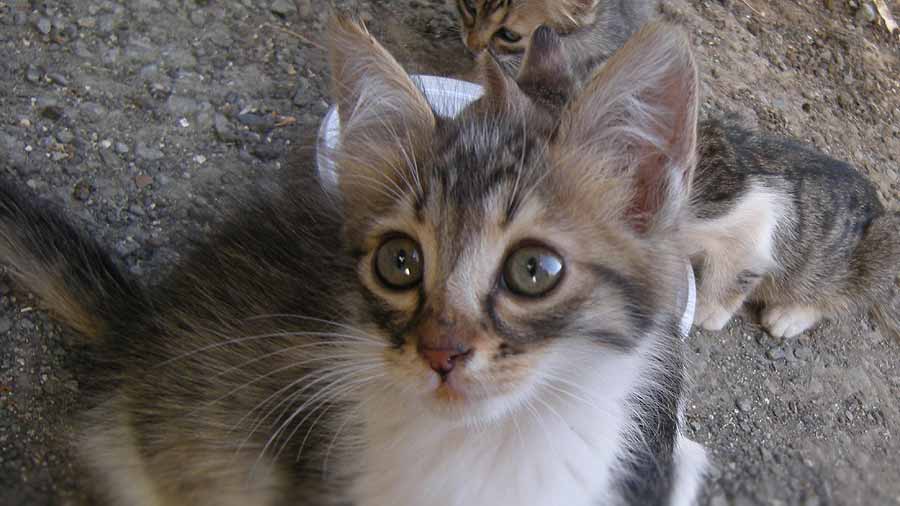 Cyprus Kitten (Face, Muzzle)
