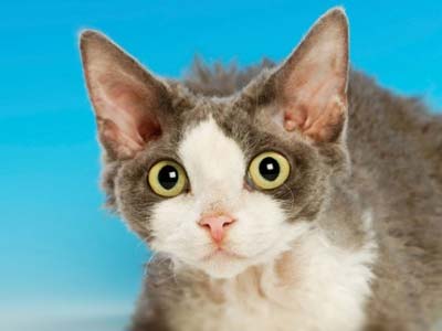 Devon Rex