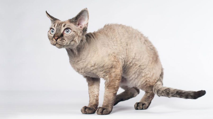 Devon Rex (Standing, Side View)