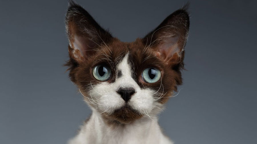 Devon Rex (Face, Chocolate & White)