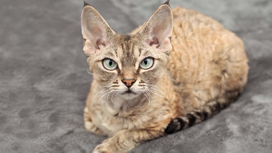 Devon Rex (Lying, Fawn & Black)