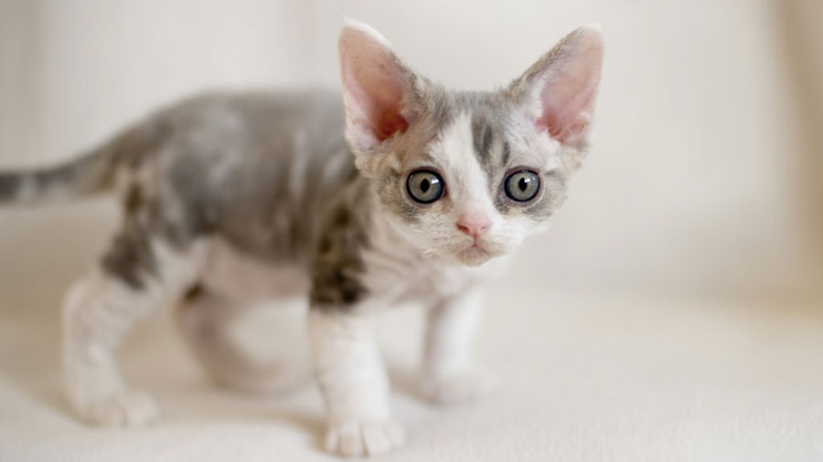 Devon Rex Kitten (Standing, Side View)