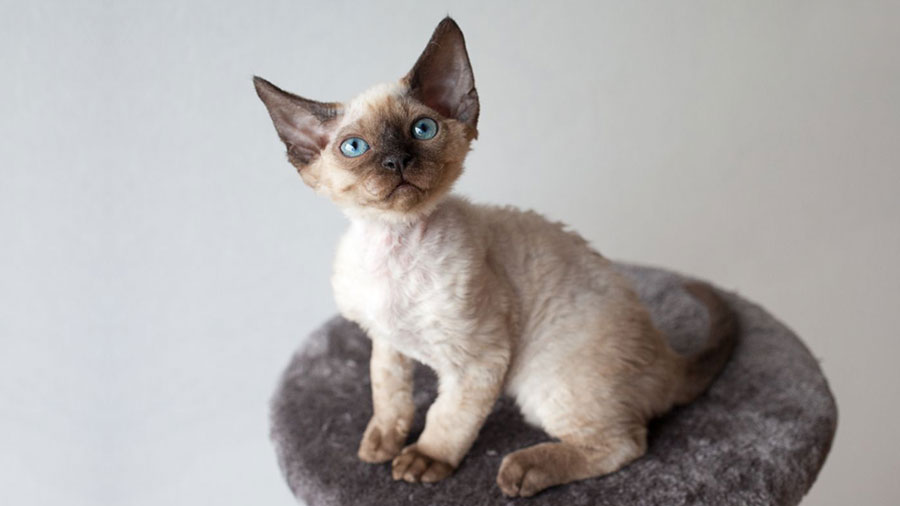 Devon Rex Kitten (Sitting, Side View)