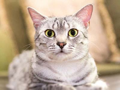 Egyptian Mau