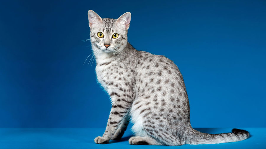 Egyptian Mau (Sitting, Side View)