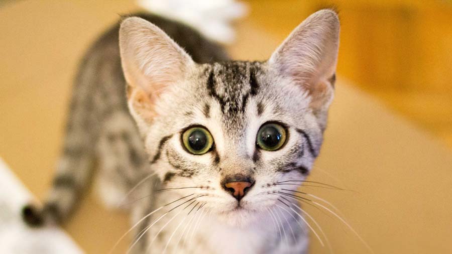 Egyptian Mau (Face, Muzzle)