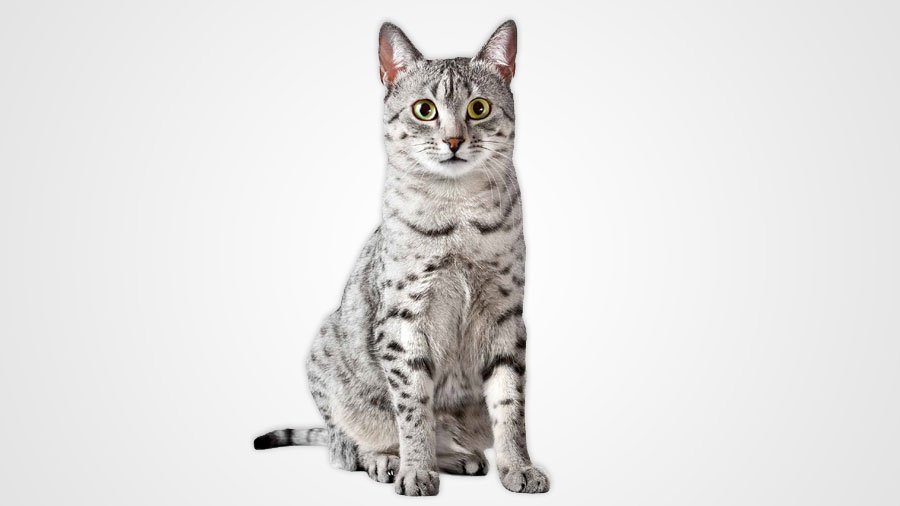 Egyptian Mau (Face, Sitting)