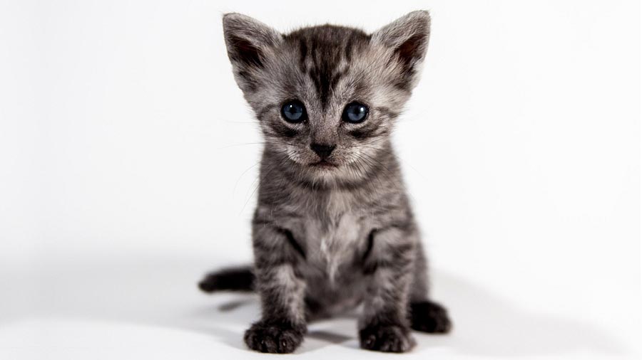 Egyptian Mau Kitten (Sitting, Smoke)