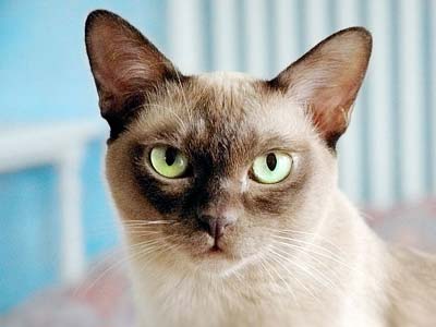 European Burmese