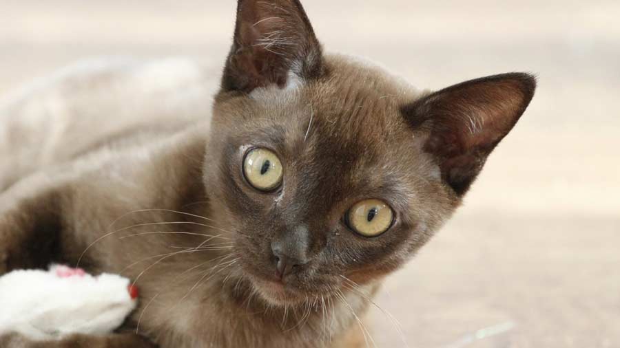 European Burmese (Face, Chocolate)