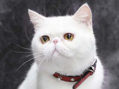 Short Hair Cat Breeds, Domestic Short-Haired Cats