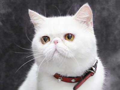 Exotic Shorthair