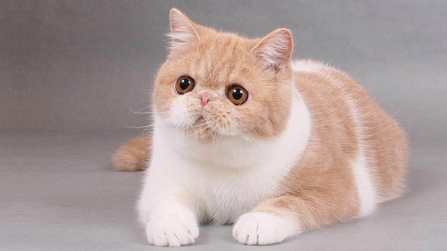 Exotic Shorthair (Lying, White & Brown)