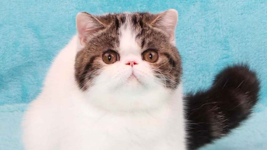 Exotic Shorthair (Face, White & Dark Grey)