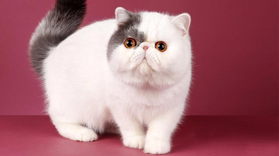 Exotic Shorthair (Standing, White & Black)