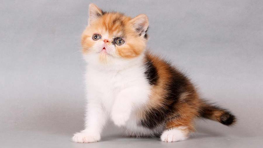Exotic Shorthair Kitten (Sitting, Side View)