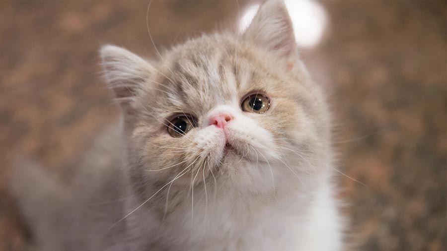 Exotic Shorthair Kitten (Face, Muzzle)
