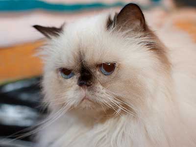 Himalayan cat