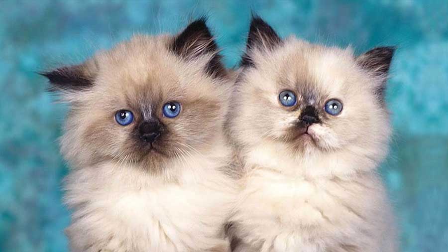 himalayan siamese cat price