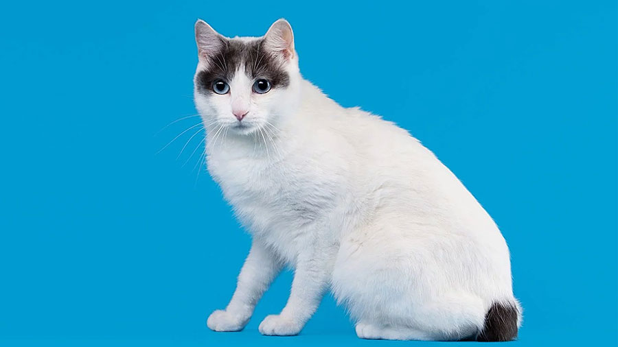 Japanese Bobtail (Sitting, Side View)