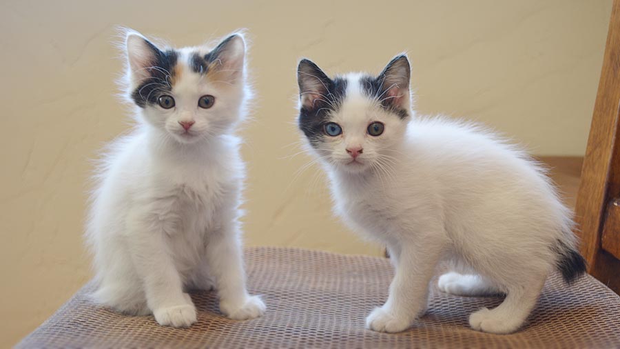 Japanese Bobtail Kitten (Face, Blue & White)