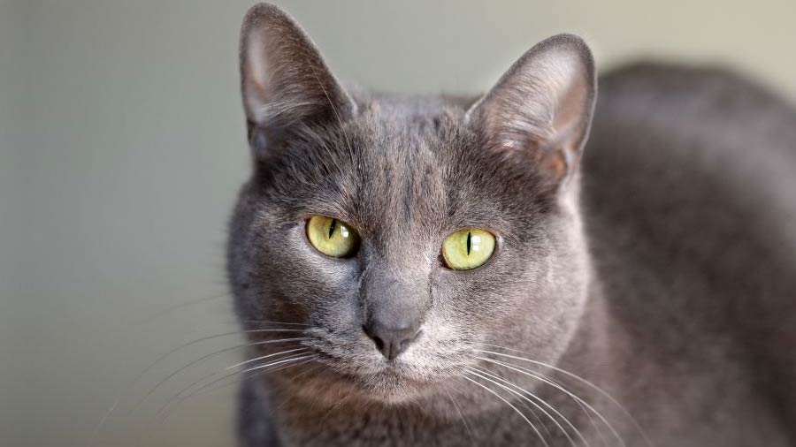 How Much Does A Korat Cat Cost