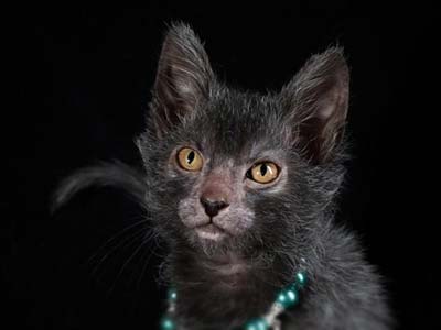 Lykoi