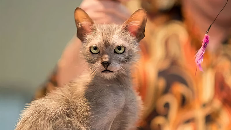 Lykoi (Face, Look)