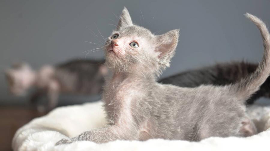 Lykoi Kitten (Lying, Side View)