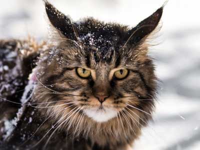 Maine Coon